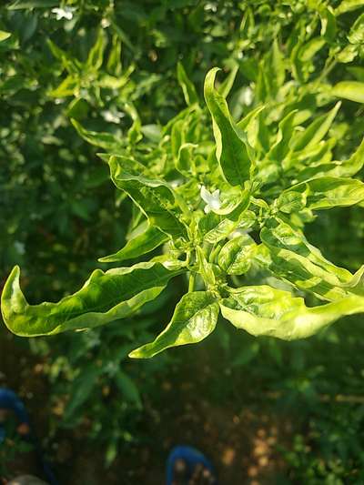 Tomato Yellow Leaf Curl Virus - Capsicum & Chilli