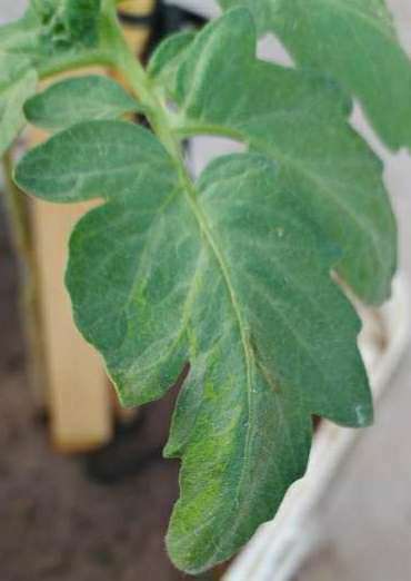 Whiteflies - Tomato