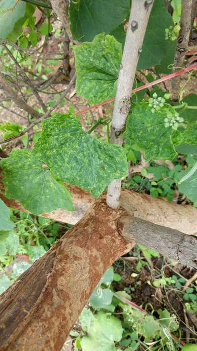 Cucumber Mosaic Virus - Cucumber