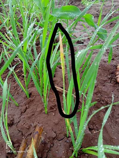 ಪೊಟ್ಯಾಸಿಯಮ್  ಕೊರತೆ - ಗೋಧಿ