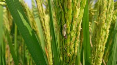 Fall Armyworm - Rice