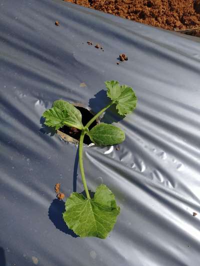 Whiteflies - Zucchini