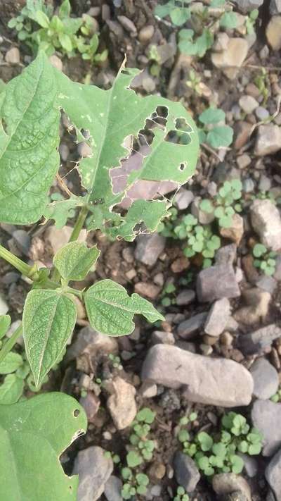 Tobacco Caterpillar - Black & Green Gram