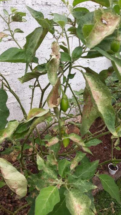 Percevejo de renda da berinjela - Pimentão e Pimenta