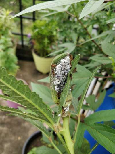 Mealybug - Okra