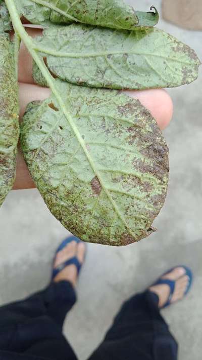 Potato Late Blight - Potato