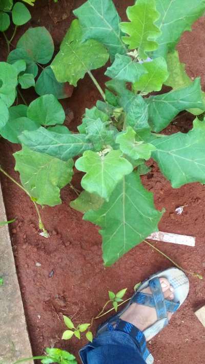 Leafhoppers and Jassids - Brinjal