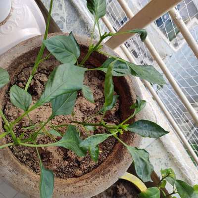 Broad Mite - Capsicum & Chilli