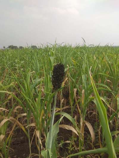 ಹೆಡ್ ಸ್ಮಟ್ - ಹುಲ್ಲುಜೋಳ