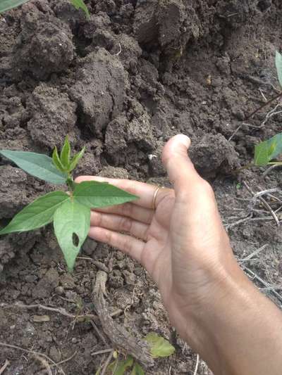 Black Cutworm - Black & Green Gram