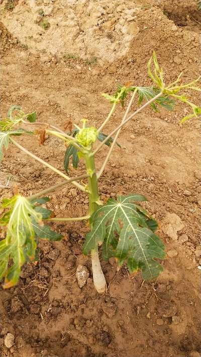 Ring Spot Virus - Papaya