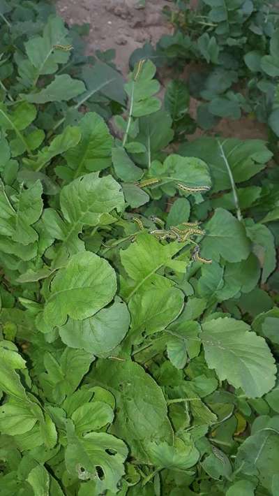 Cabbage White Butterfly - Lettuce