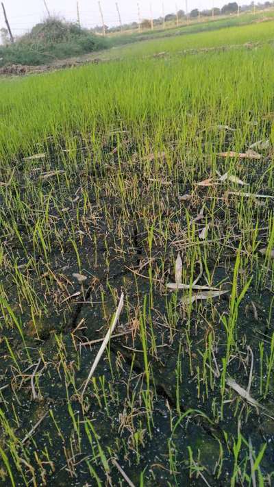 Short horned Grasshopper and Locust - Rice