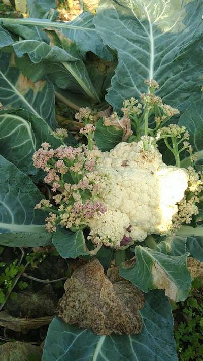 Boron Deficiency - Cauliflower