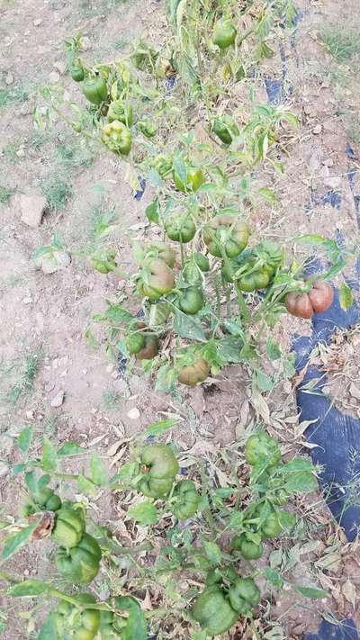 Powdery Mildew of Pepper - Capsicum & Chilli