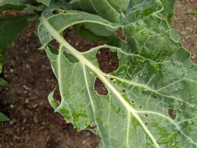 Tobacco Caterpillar - Cabbage