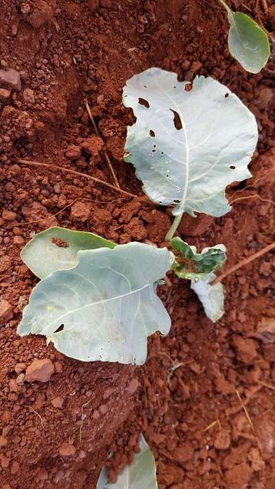 Tobacco Caterpillar - Cabbage