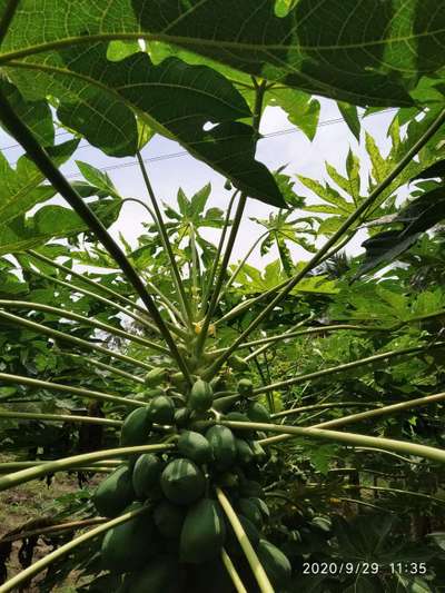 Boron Deficiency - Papaya