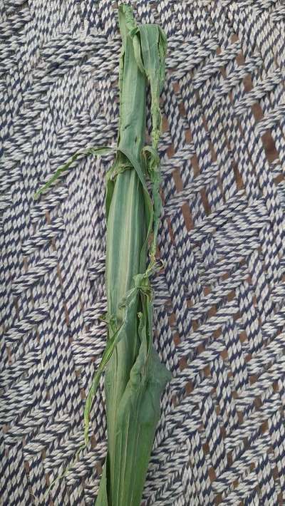 Boron Deficiency - Sugarcane