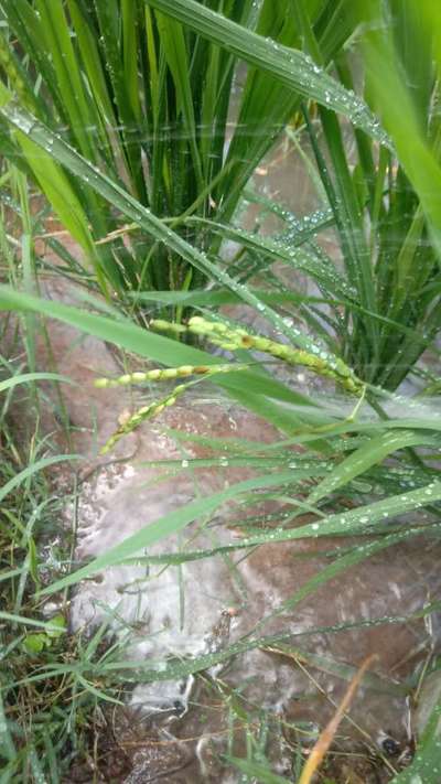 Bacterial Panicle Blight - Rice