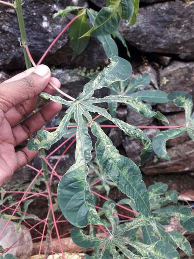 Cassava Mosaic Disease - കപ്പക്കിഴങ്ങ്