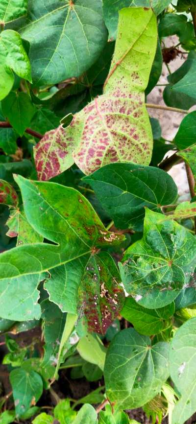 Leaf Reddening of Cotton - Cotton