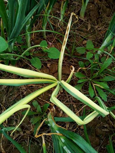 Stemphylium Leaf Blight of Onion - Onion