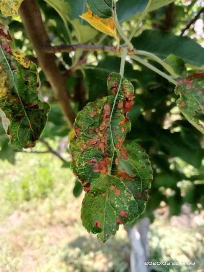 Anthracnose of Apple - Apple