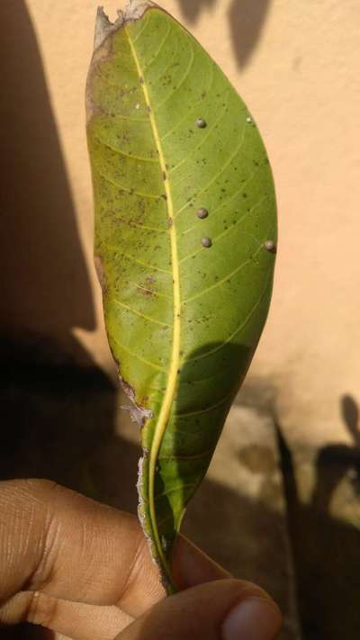 Bacterial Black Spot of Mango - Mango