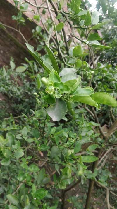 Spider Mites - Citrus