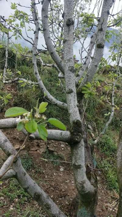 Fruit Tree Canker - Pear