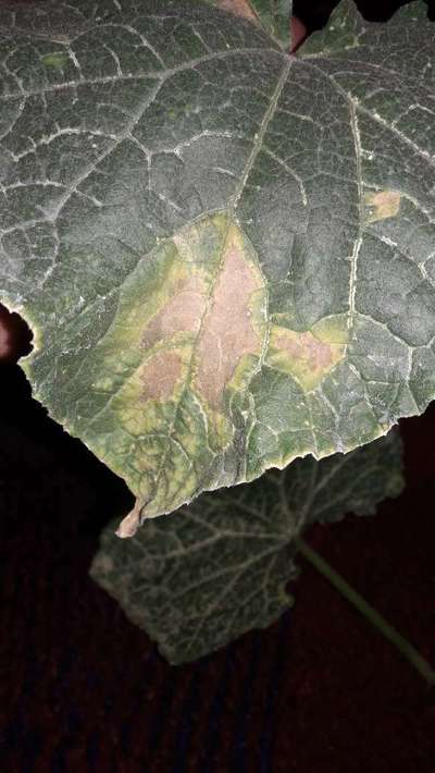 Downy Mildew of Cucurbits - الخيار