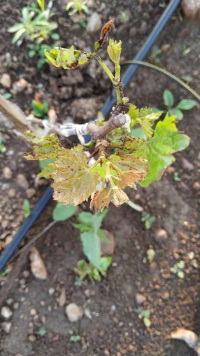 Anthracnose of Grape - Grape