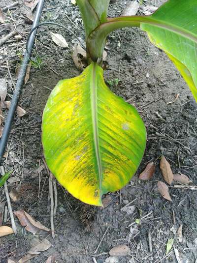 Sulfur Deficiency - Banana