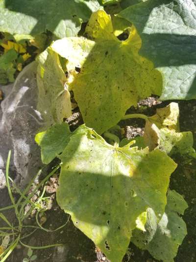 Powdery Mildew - Cucumber