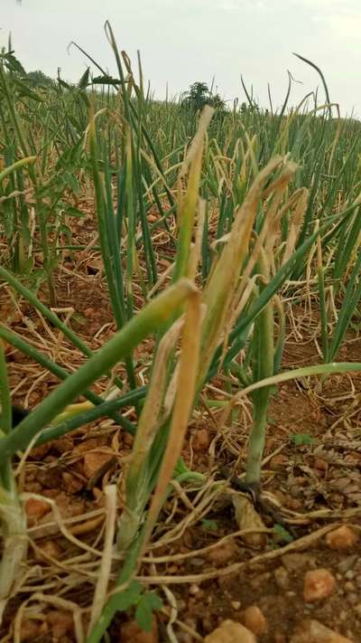 ಚುಕ್ಕೆ ರೋಗ/ಆಂತ್ರಾಕ್ನೋಸ್ - ಈರುಳ್ಳಿ