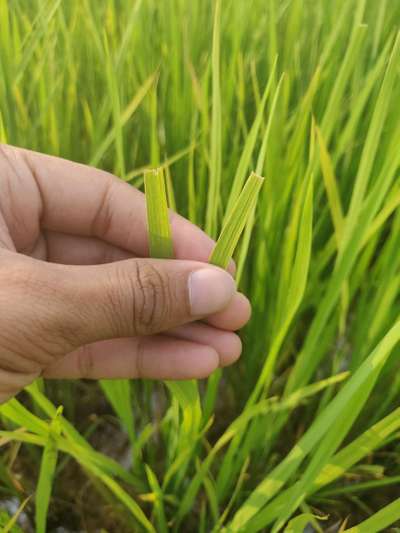 Rice Ear-Cutting Caterpillar - Rice