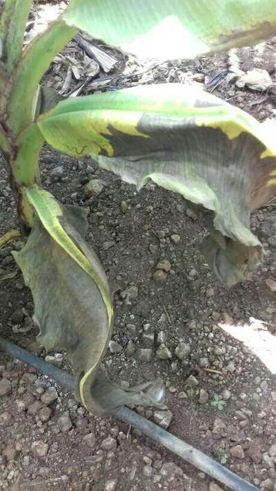 Potassium Deficiency - Banana