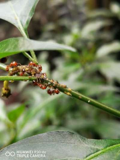 জাবপোকা - ক্যাপসিকাম ও মরিচ