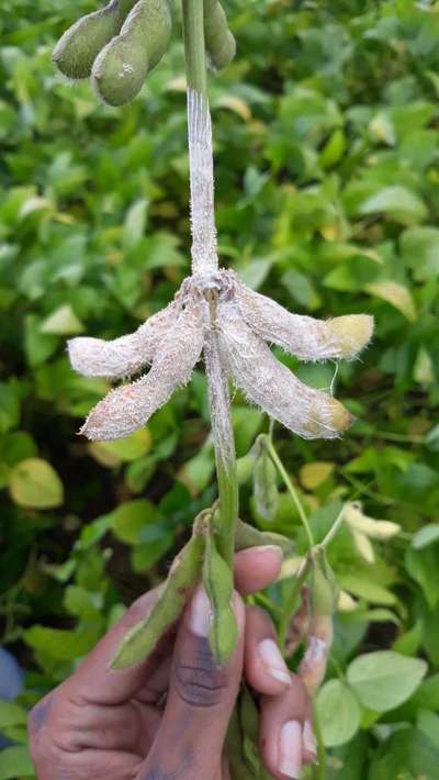 Podridão de Sclerotinia - Soja