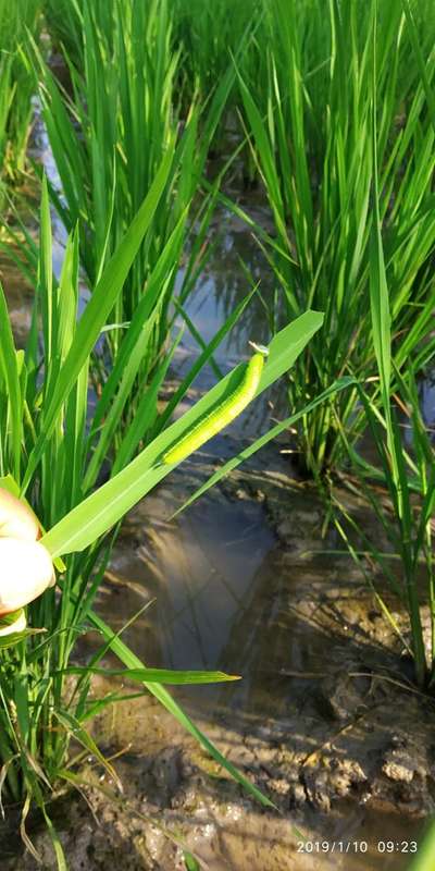 Greenhorned Caterpillars - Rice