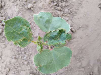 Spider Mites - Cotton