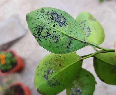 Black Citrus Aphid - Citrus