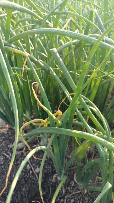 Boron Deficiency - Onion