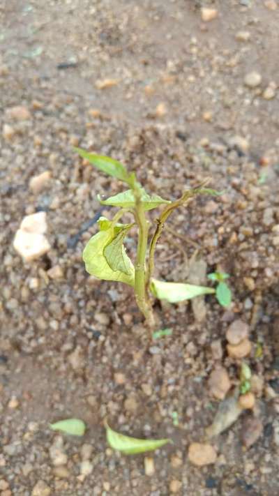 Foot and Collar Rot - Capsicum & Chilli