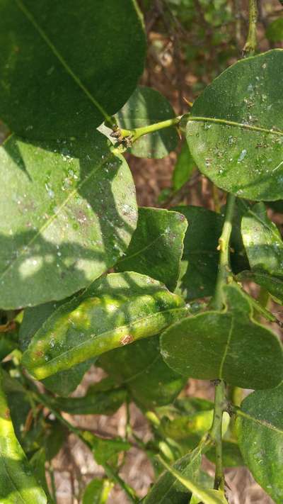 Citrus Psyllid - Citrus