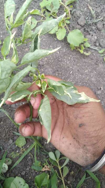 Chilli Thrips - Capsicum & Chilli