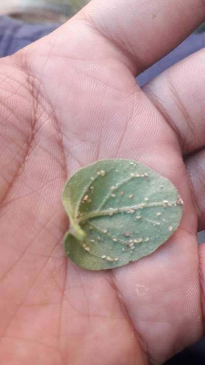 Aphids - Brinjal