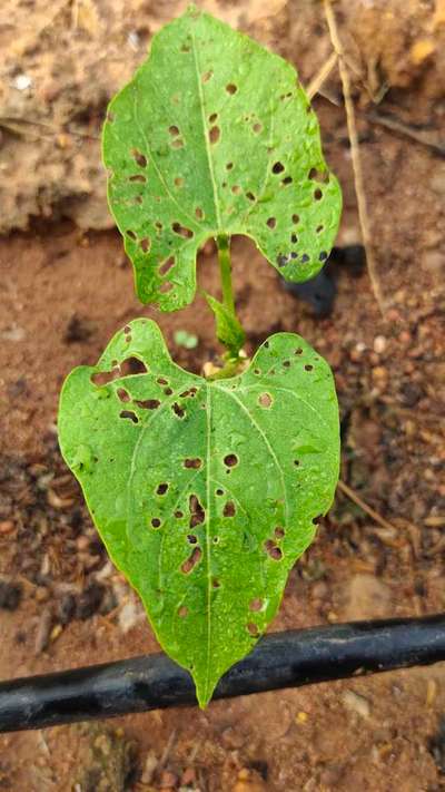 ಚಿಗಟ ಜೀರುಂಡೆ (ಫ್ಲೀ ಬೀಟಲ್) - ಹುರುಳಿ