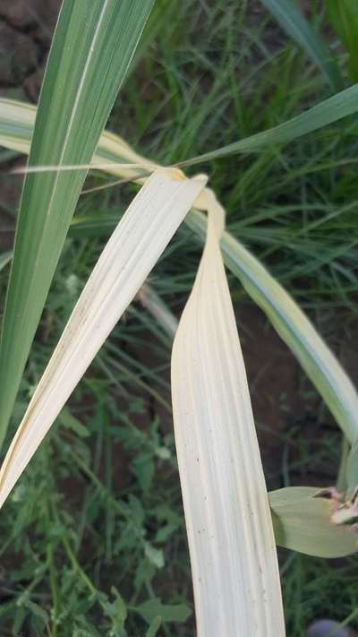 Iron Deficiency - Sugarcane